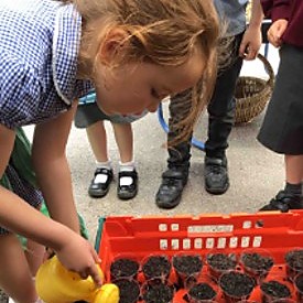 Child planting seedlings in the school garden